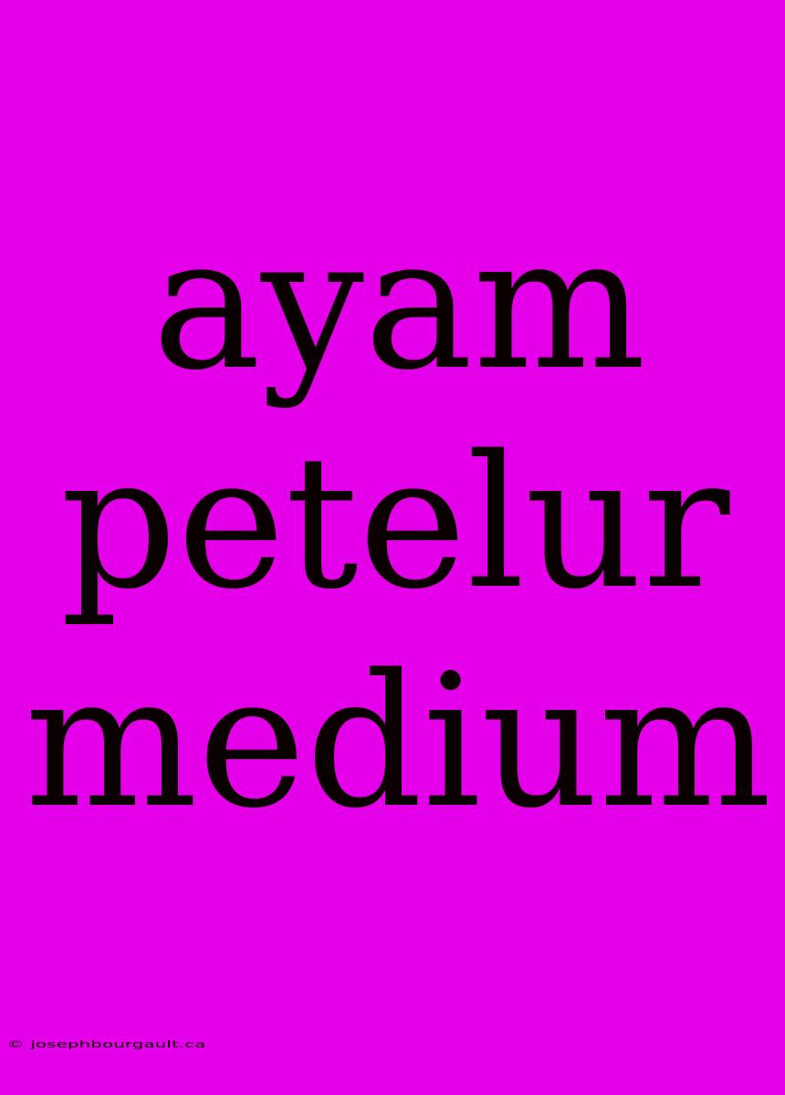 Ayam Petelur Medium