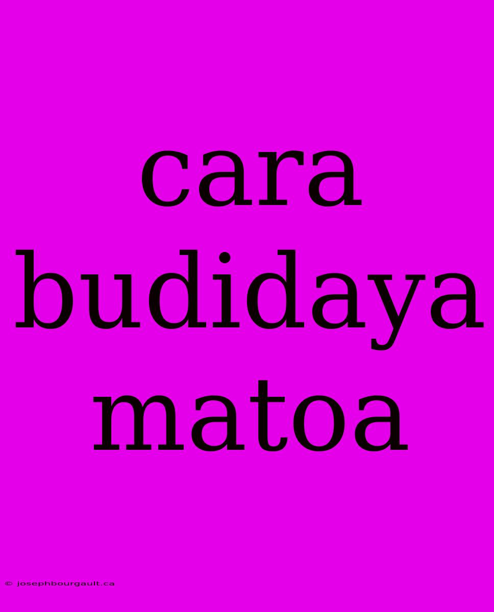 Cara Budidaya Matoa