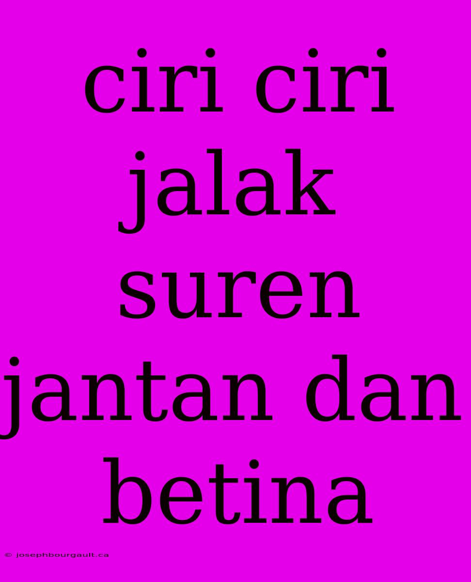 Ciri Ciri Jalak Suren Jantan Dan Betina