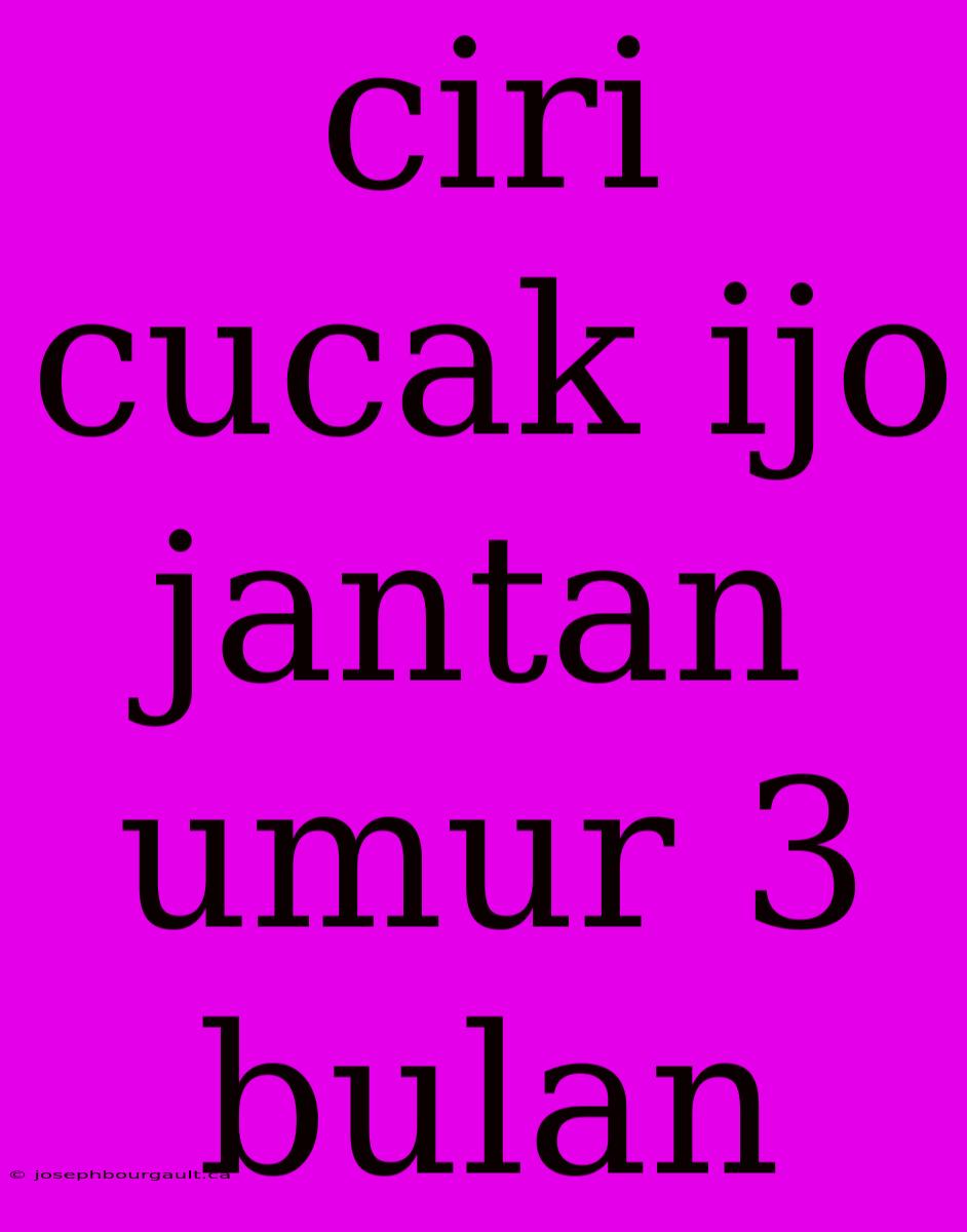 Ciri Cucak Ijo Jantan Umur 3 Bulan