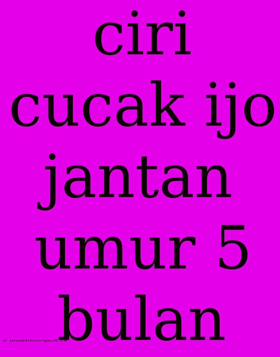 Ciri Cucak Ijo Jantan Umur 5 Bulan