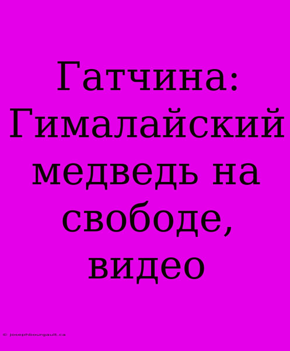 Гатчина: Гималайский Медведь На Свободе, Видео