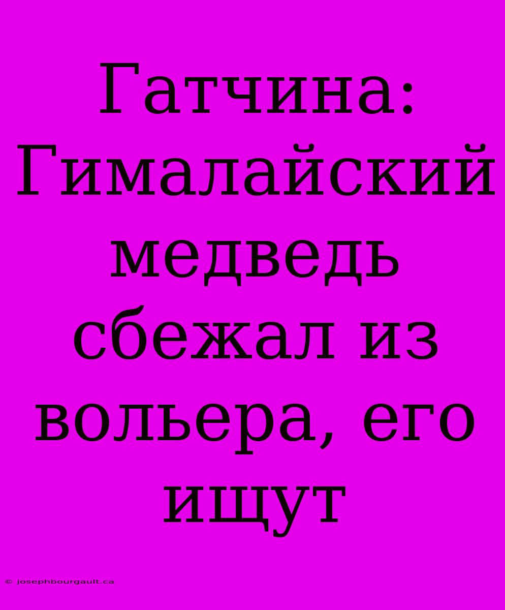 Гатчина: Гималайский Медведь Сбежал Из Вольера, Его Ищут