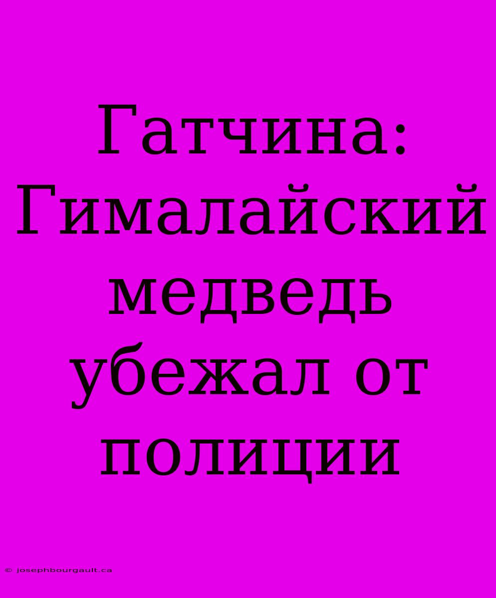 Гатчина: Гималайский Медведь Убежал От Полиции