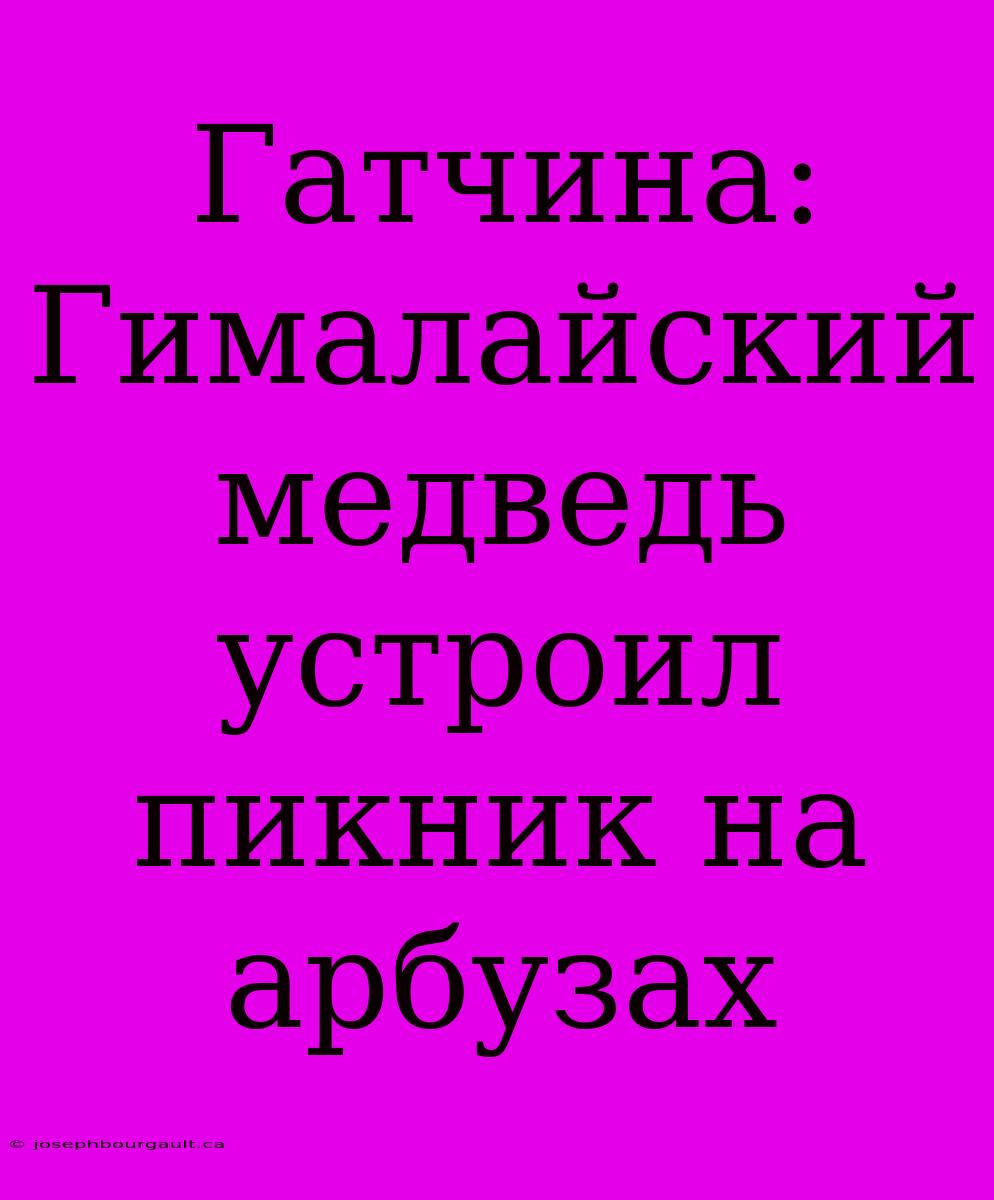 Гатчина: Гималайский Медведь Устроил Пикник На Арбузах