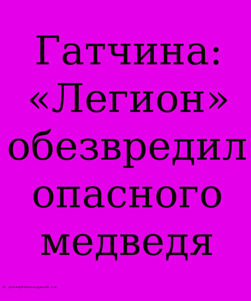 Гатчина: «Легион» Обезвредил Опасного Медведя