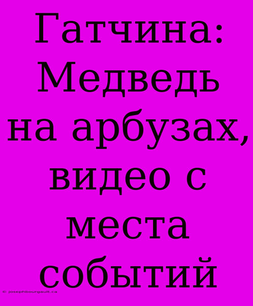 Гатчина: Медведь На Арбузах, Видео С Места Событий