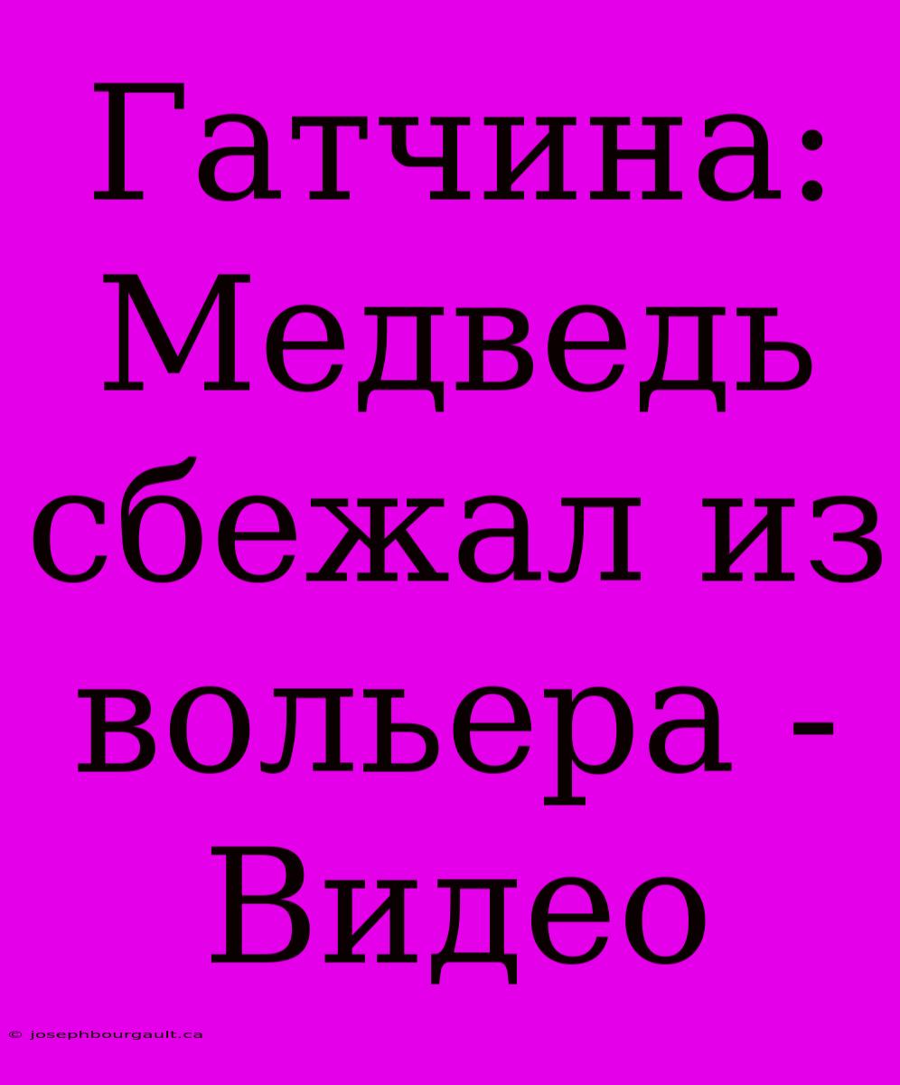 Гатчина: Медведь Сбежал Из Вольера - Видео