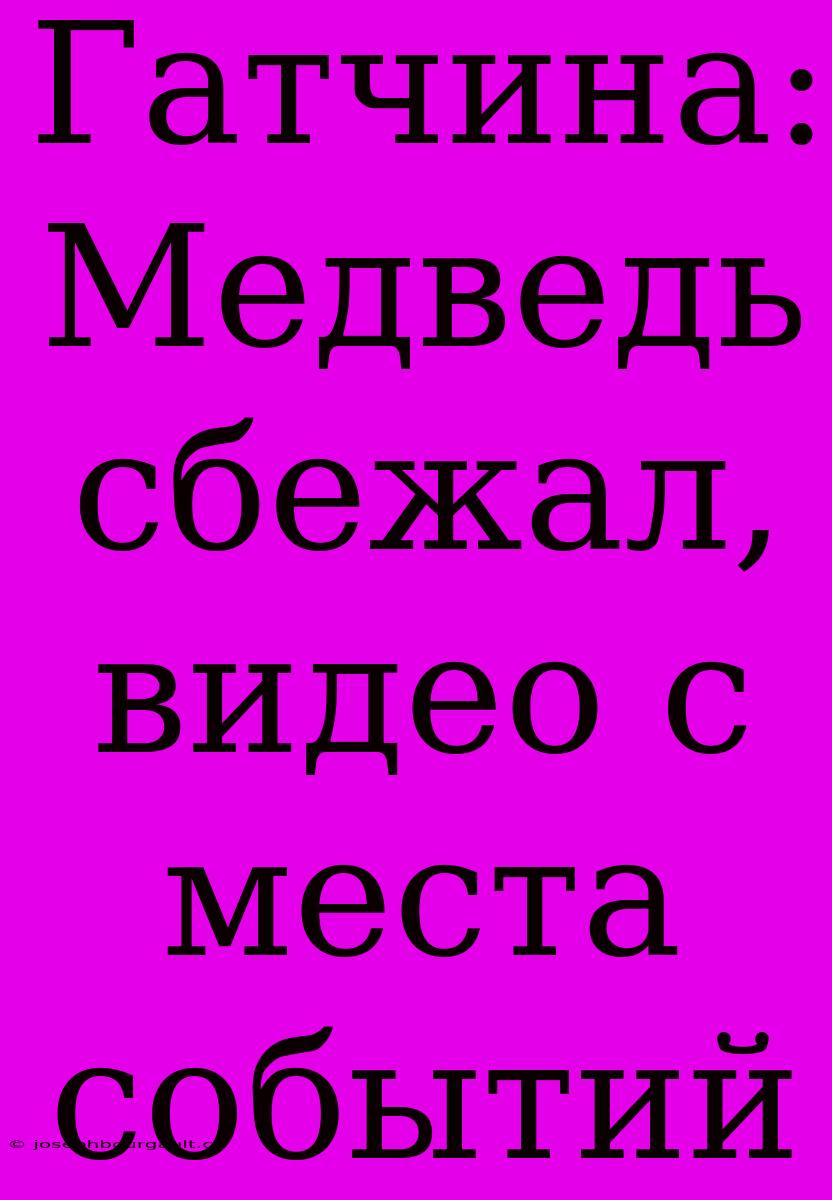 Гатчина: Медведь Сбежал, Видео С Места Событий