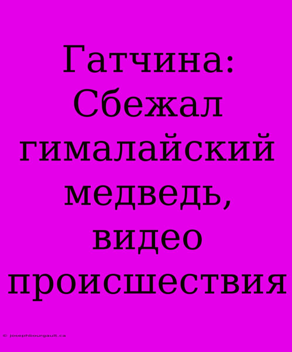 Гатчина: Сбежал Гималайский Медведь, Видео Происшествия