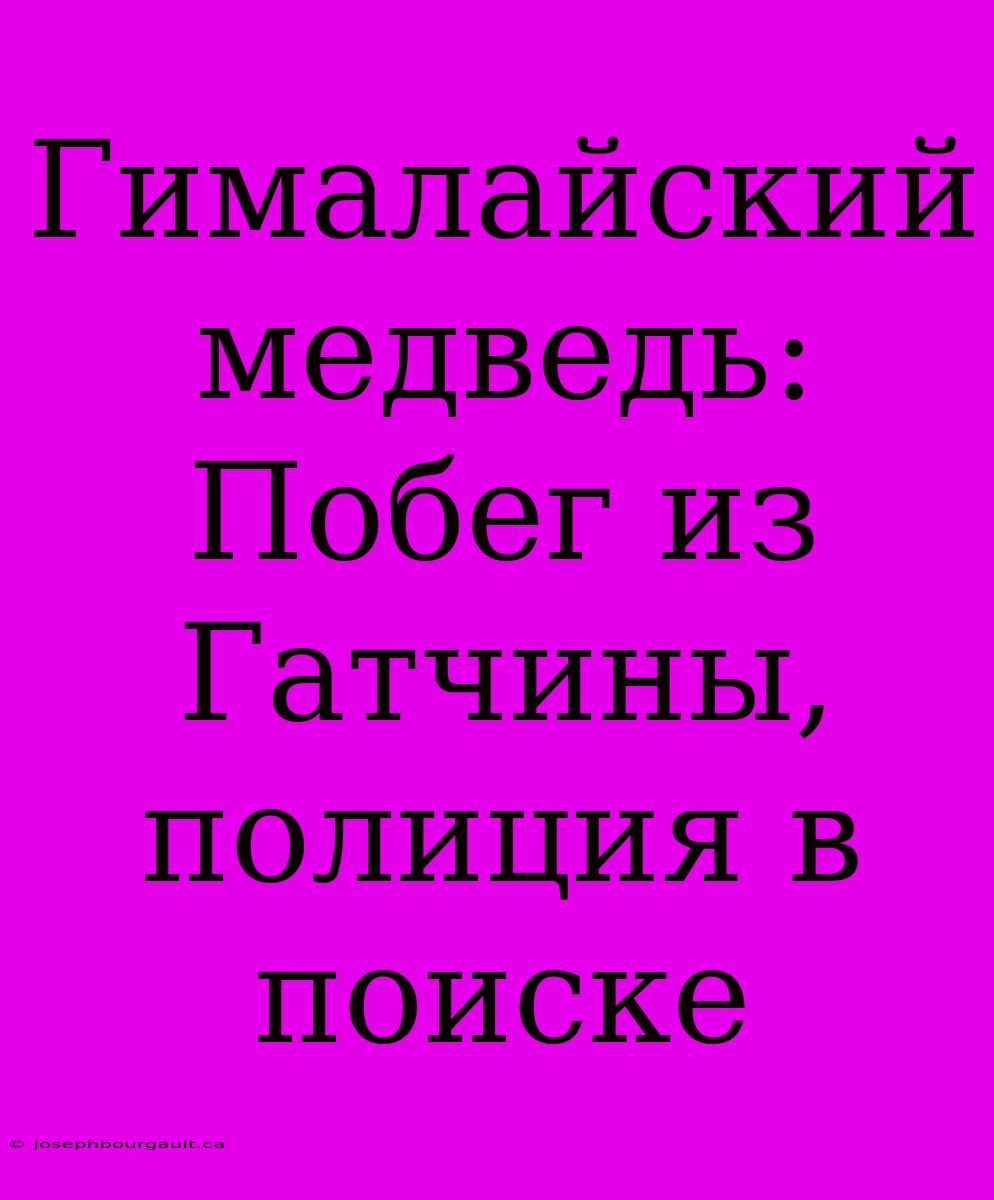 Гималайский Медведь: Побег Из Гатчины, Полиция В Поиске
