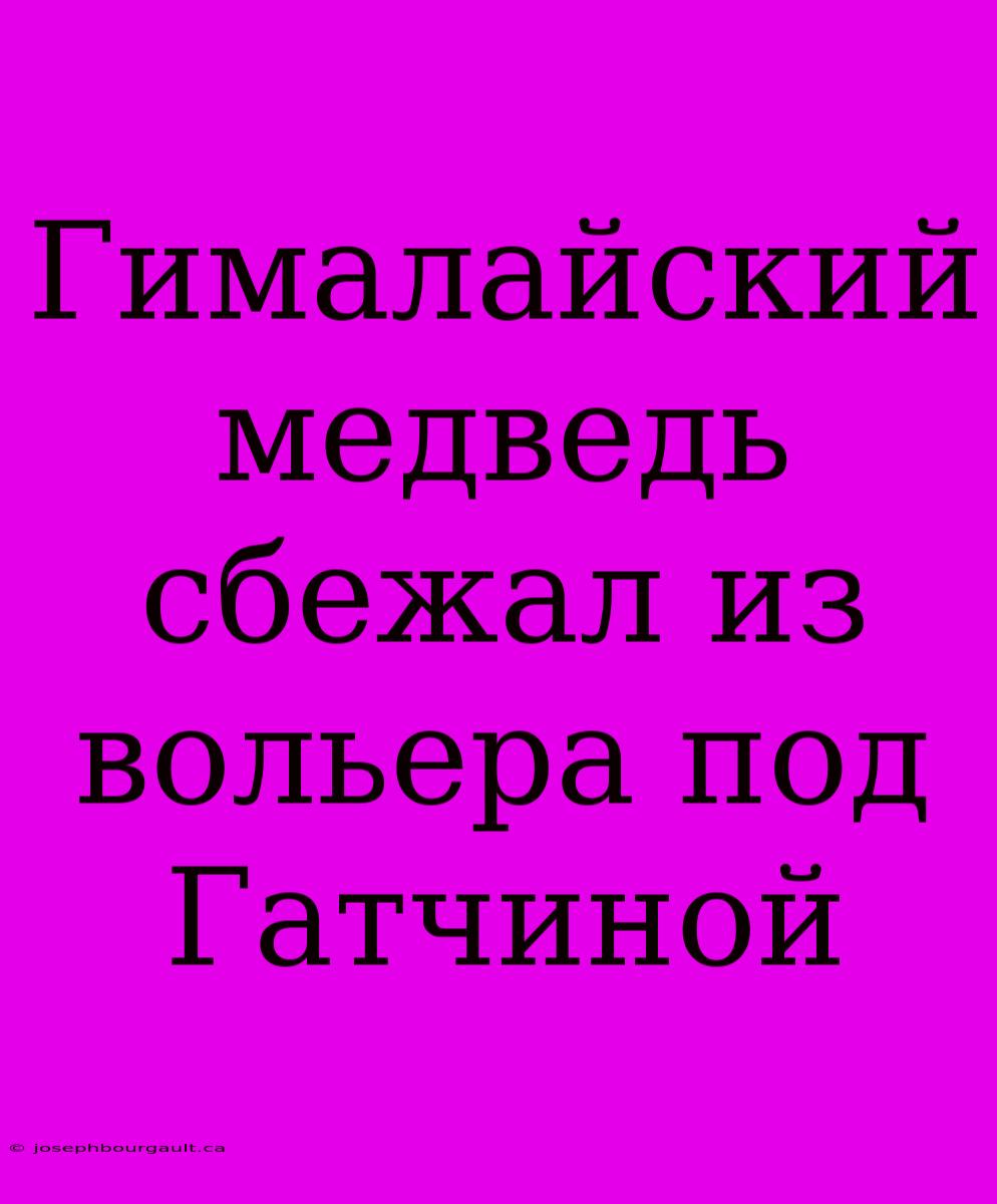 Гималайский Медведь Сбежал Из Вольера Под Гатчиной