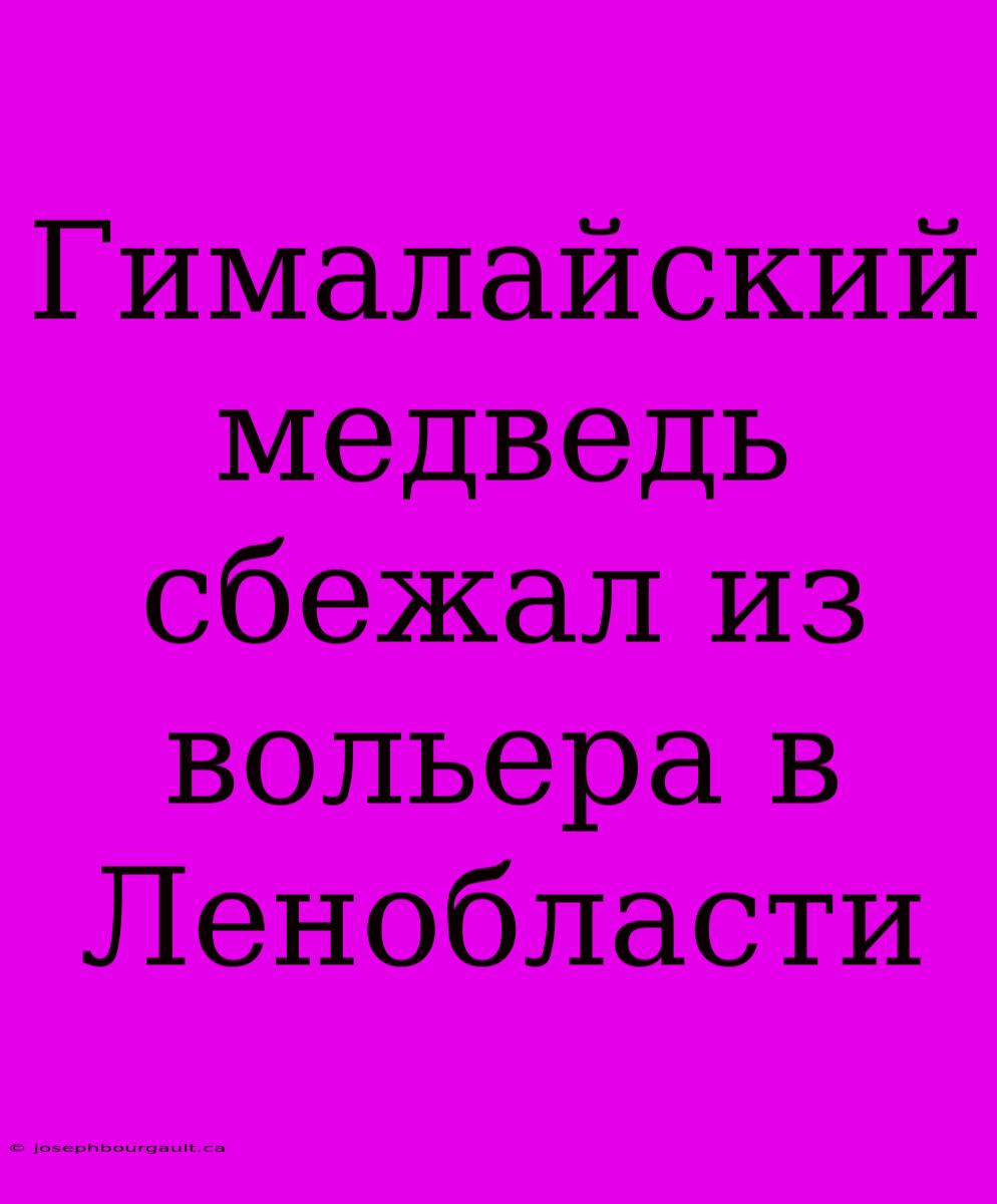 Гималайский Медведь Сбежал Из Вольера В Ленобласти