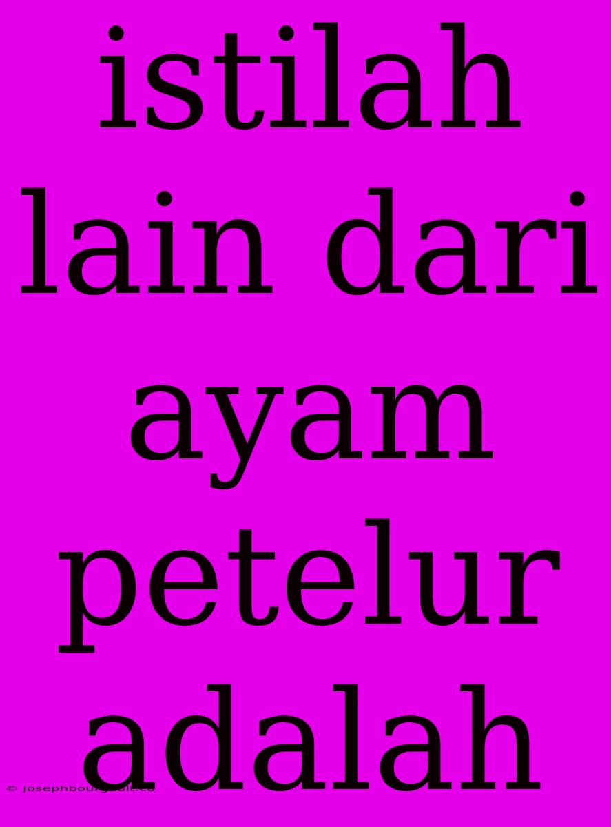 Istilah Lain Dari Ayam Petelur Adalah