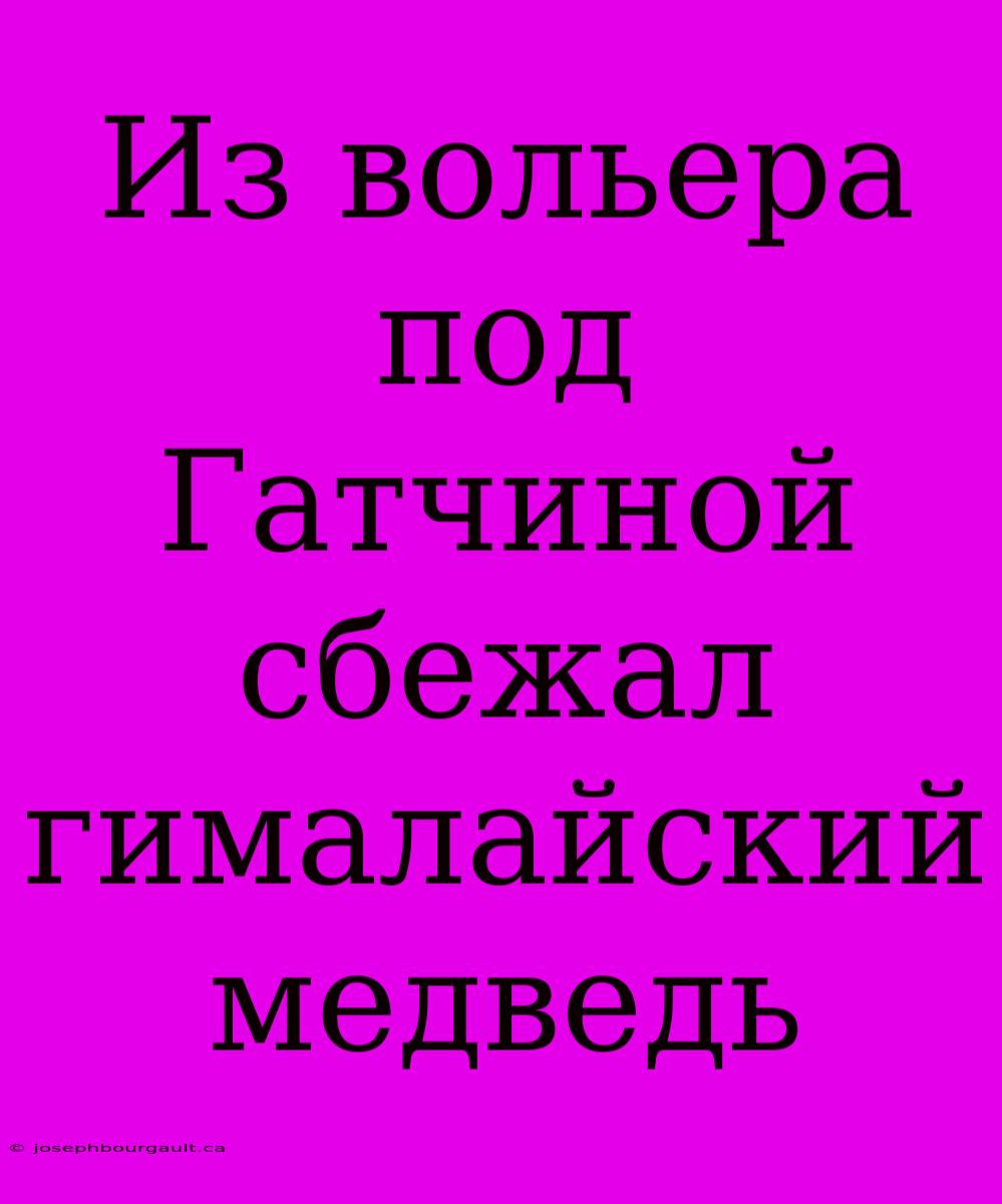 Из Вольера Под Гатчиной Сбежал Гималайский Медведь