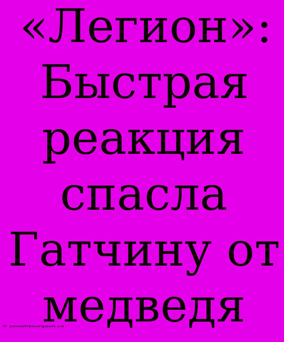 «Легион»: Быстрая Реакция Спасла Гатчину От Медведя