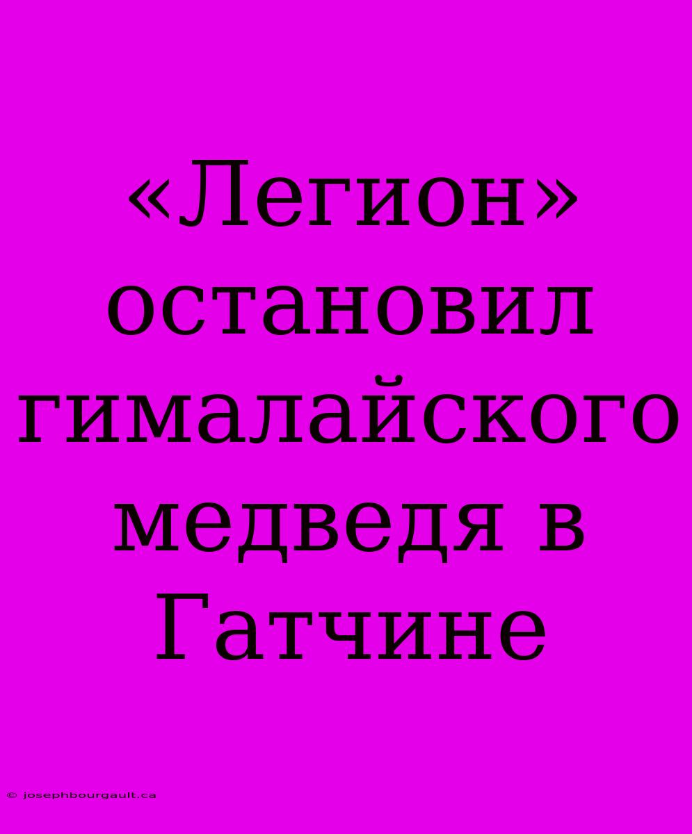 «Легион» Остановил Гималайского Медведя В Гатчине