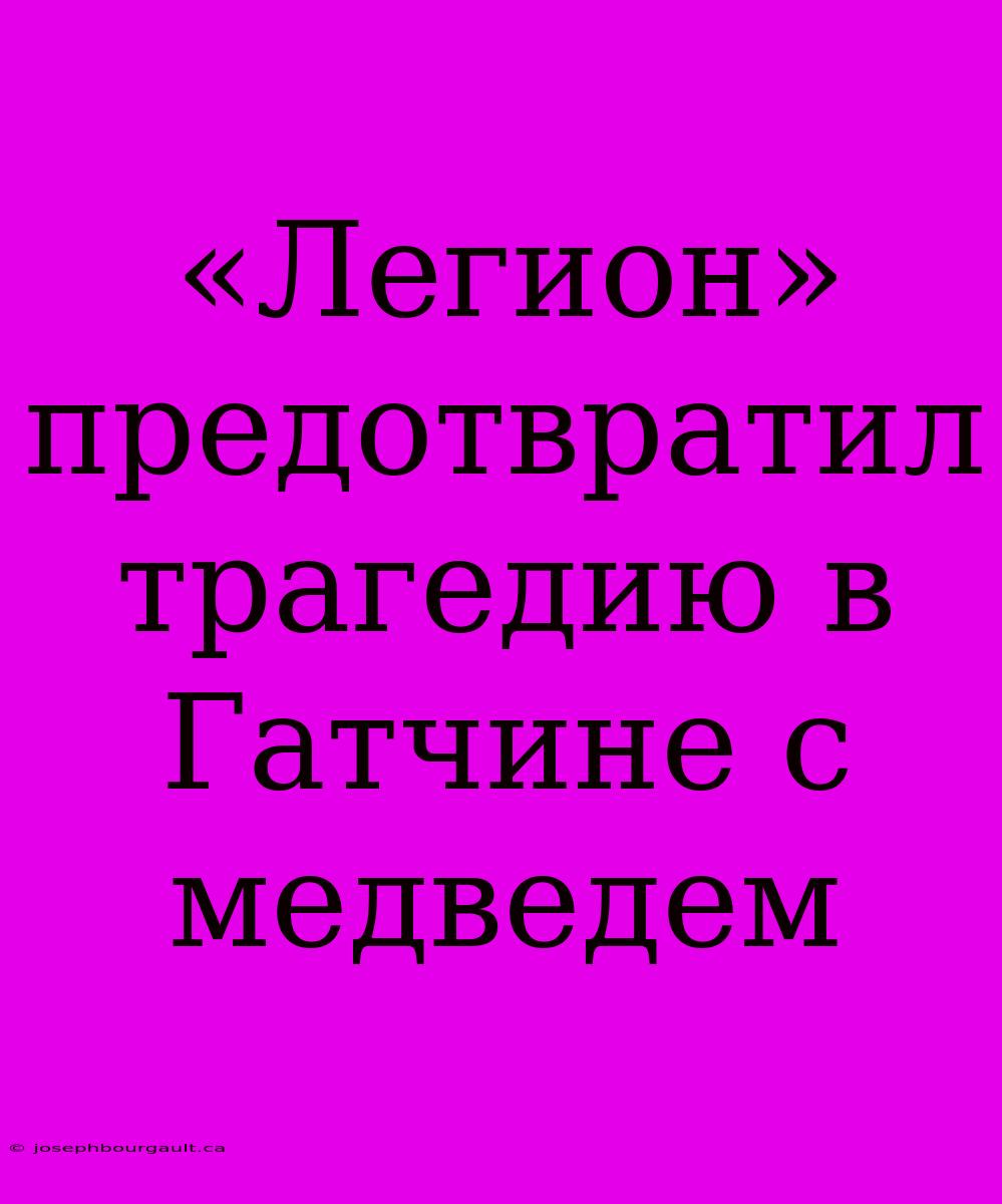 «Легион» Предотвратил Трагедию В Гатчине С Медведем