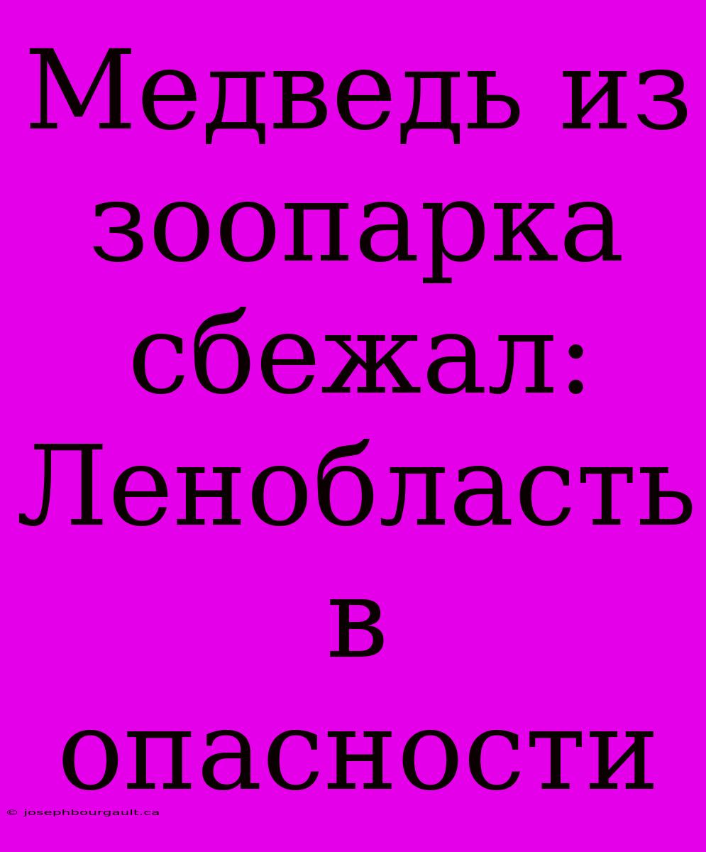 Медведь Из Зоопарка Сбежал: Ленобласть В Опасности