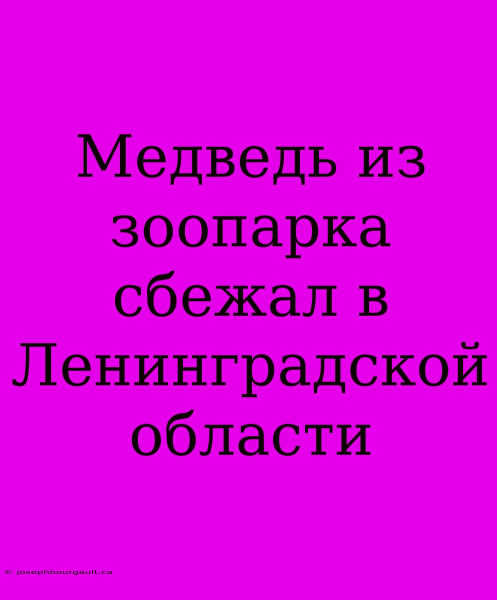 Медведь Из Зоопарка Сбежал В Ленинградской Области