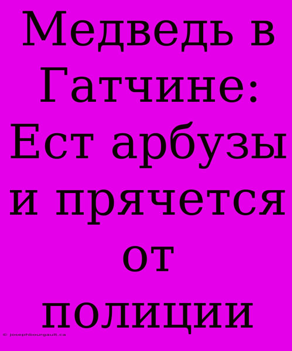 Медведь В Гатчине: Ест Арбузы И Прячется От Полиции