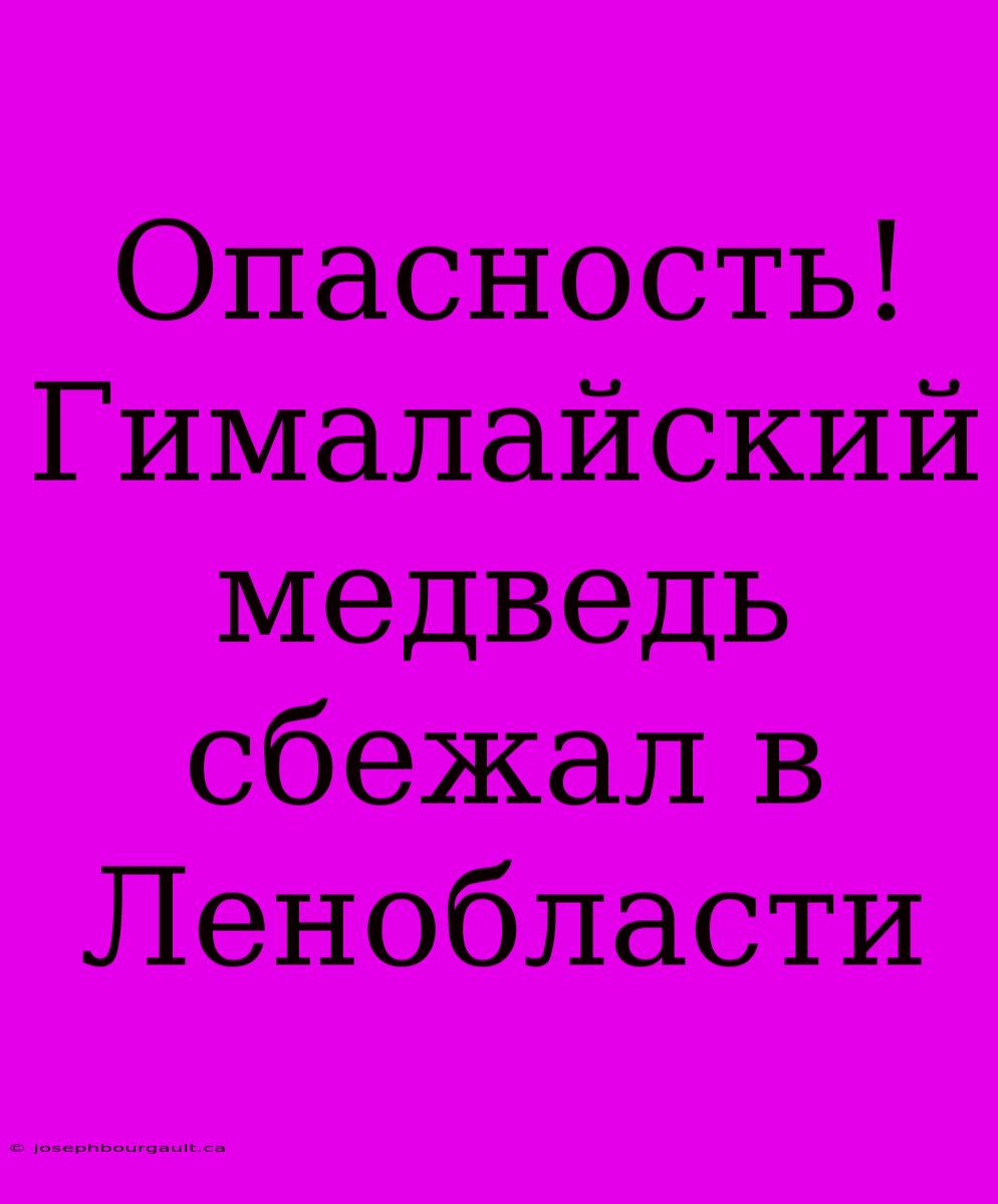 Опасность! Гималайский Медведь Сбежал В Ленобласти