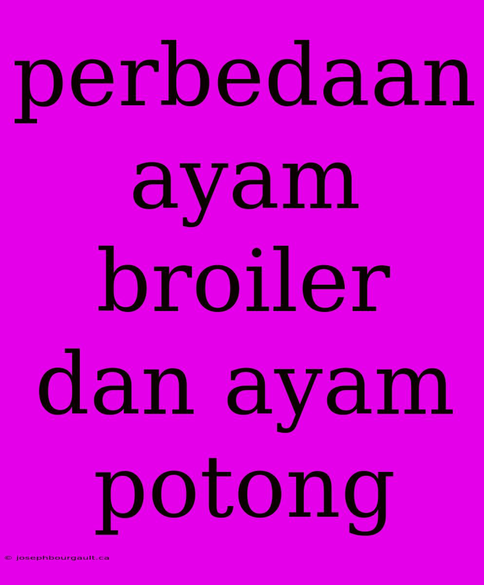 Perbedaan Ayam Broiler Dan Ayam Potong