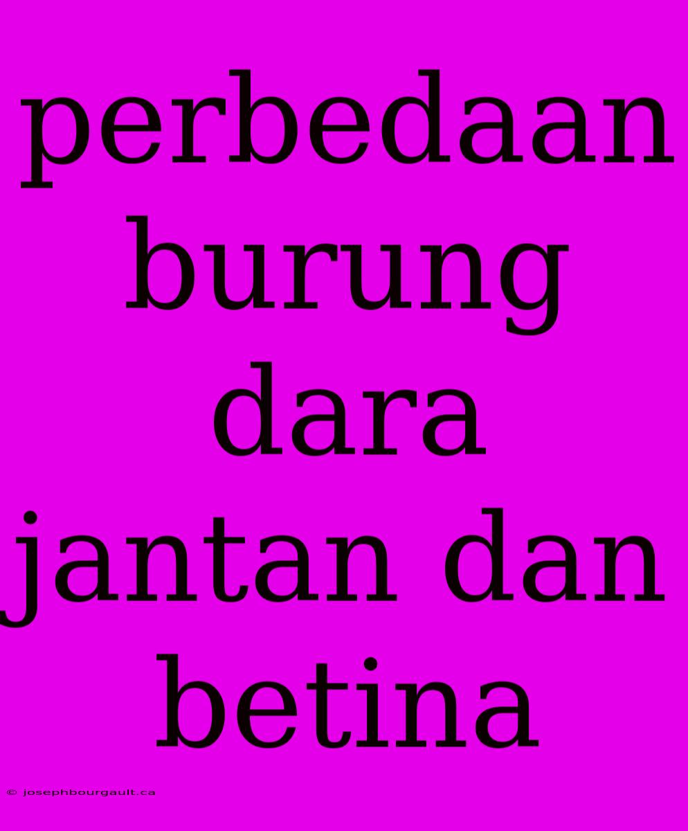 Perbedaan Burung Dara Jantan Dan Betina