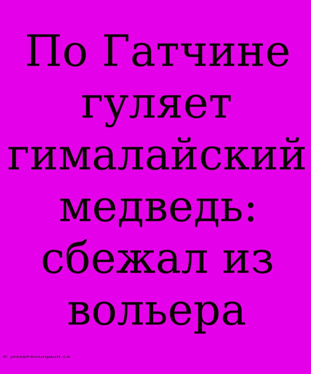 По Гатчине Гуляет Гималайский Медведь: Сбежал Из Вольера