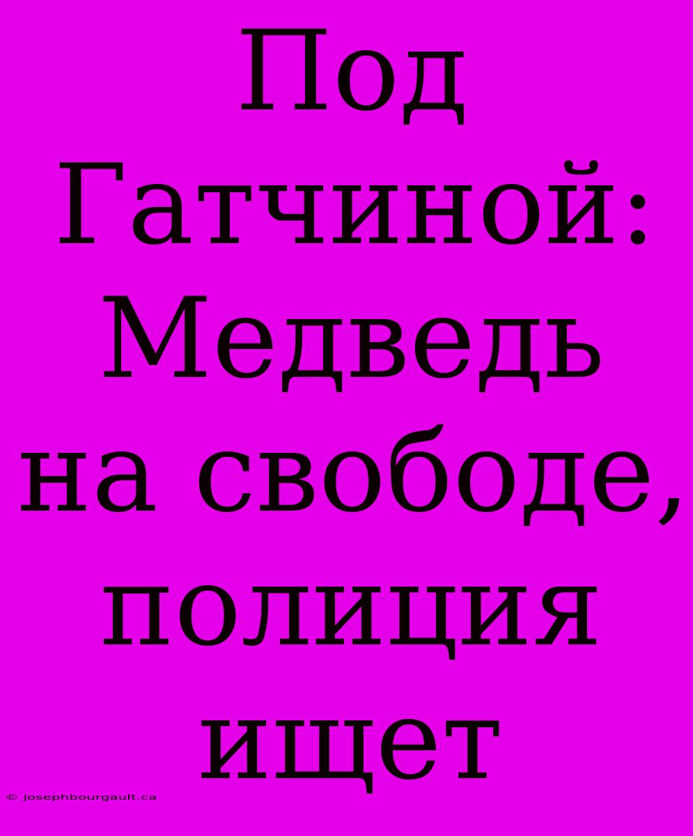 Под Гатчиной: Медведь На Свободе, Полиция Ищет