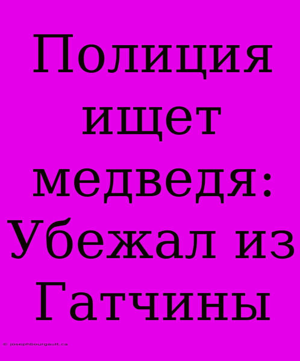 Полиция Ищет Медведя: Убежал Из Гатчины