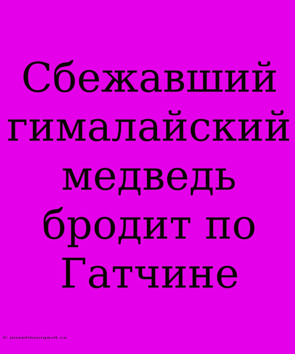 Сбежавший Гималайский Медведь Бродит По Гатчине