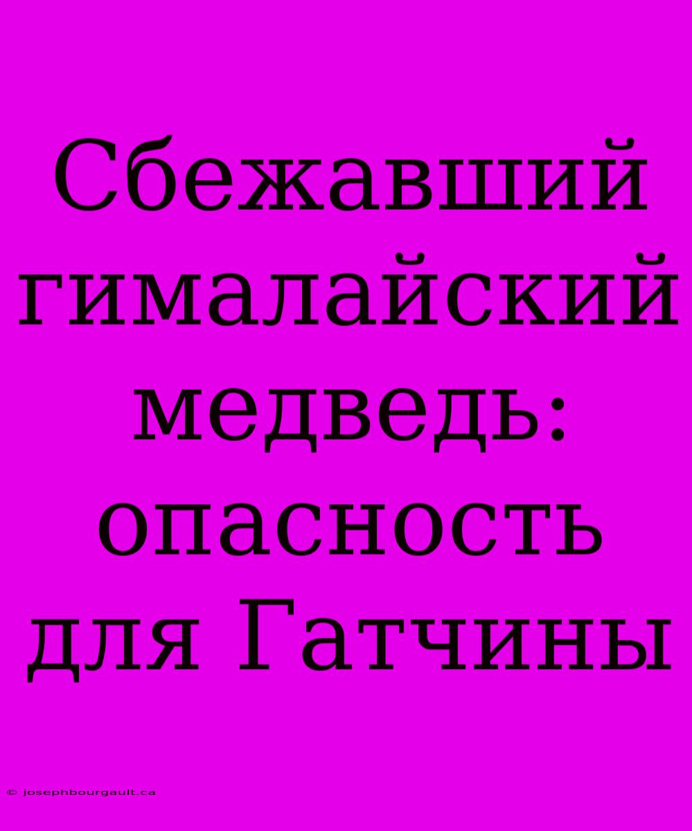 Сбежавший Гималайский Медведь: Опасность Для Гатчины