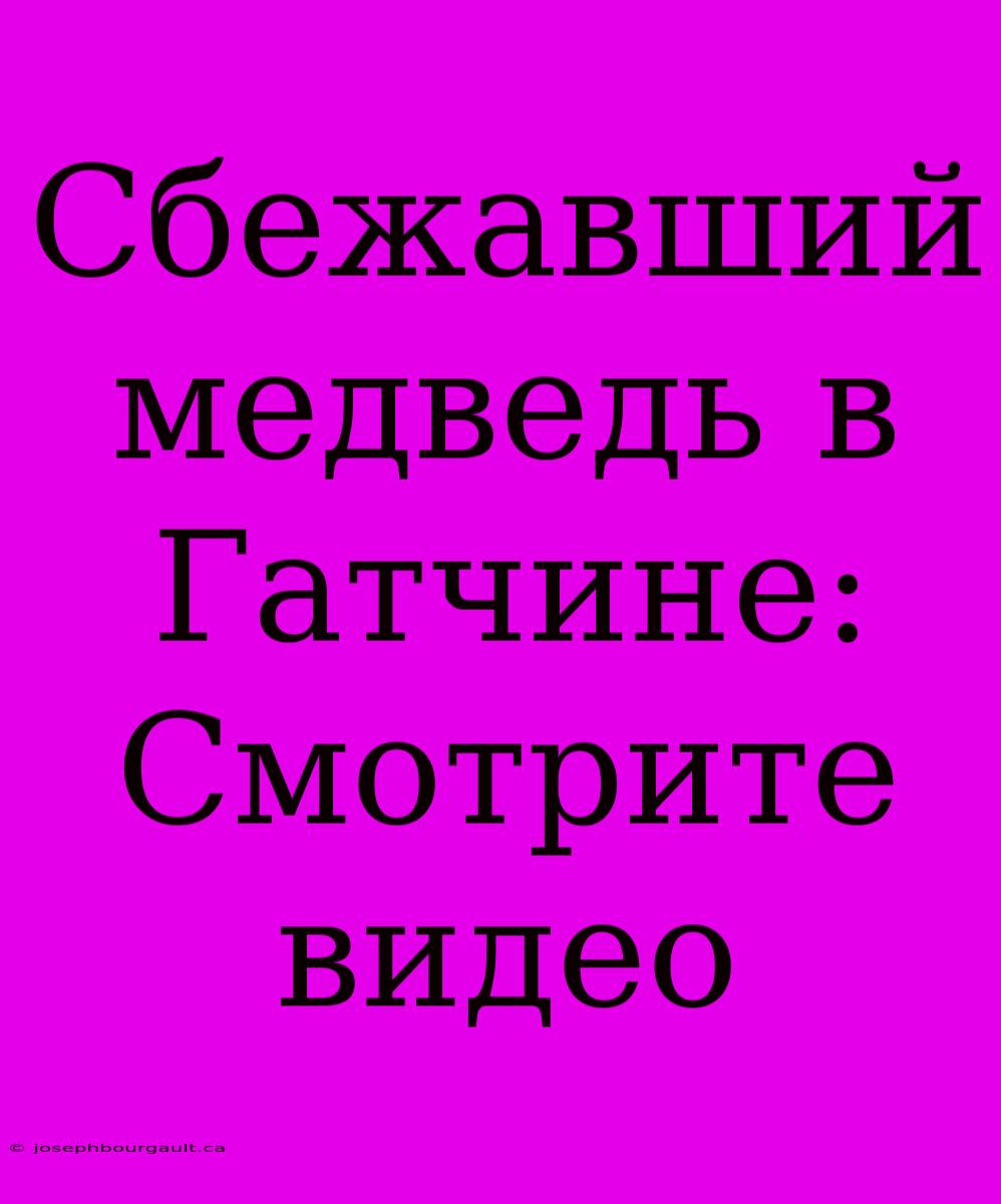 Сбежавший Медведь В Гатчине: Смотрите Видео