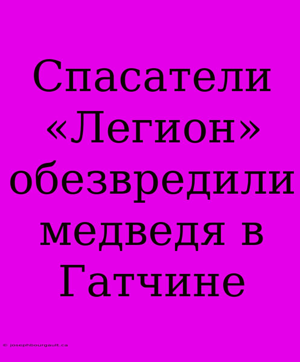 Спасатели «Легион» Обезвредили Медведя В Гатчине