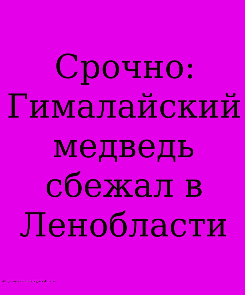 Срочно: Гималайский Медведь Сбежал В Ленобласти