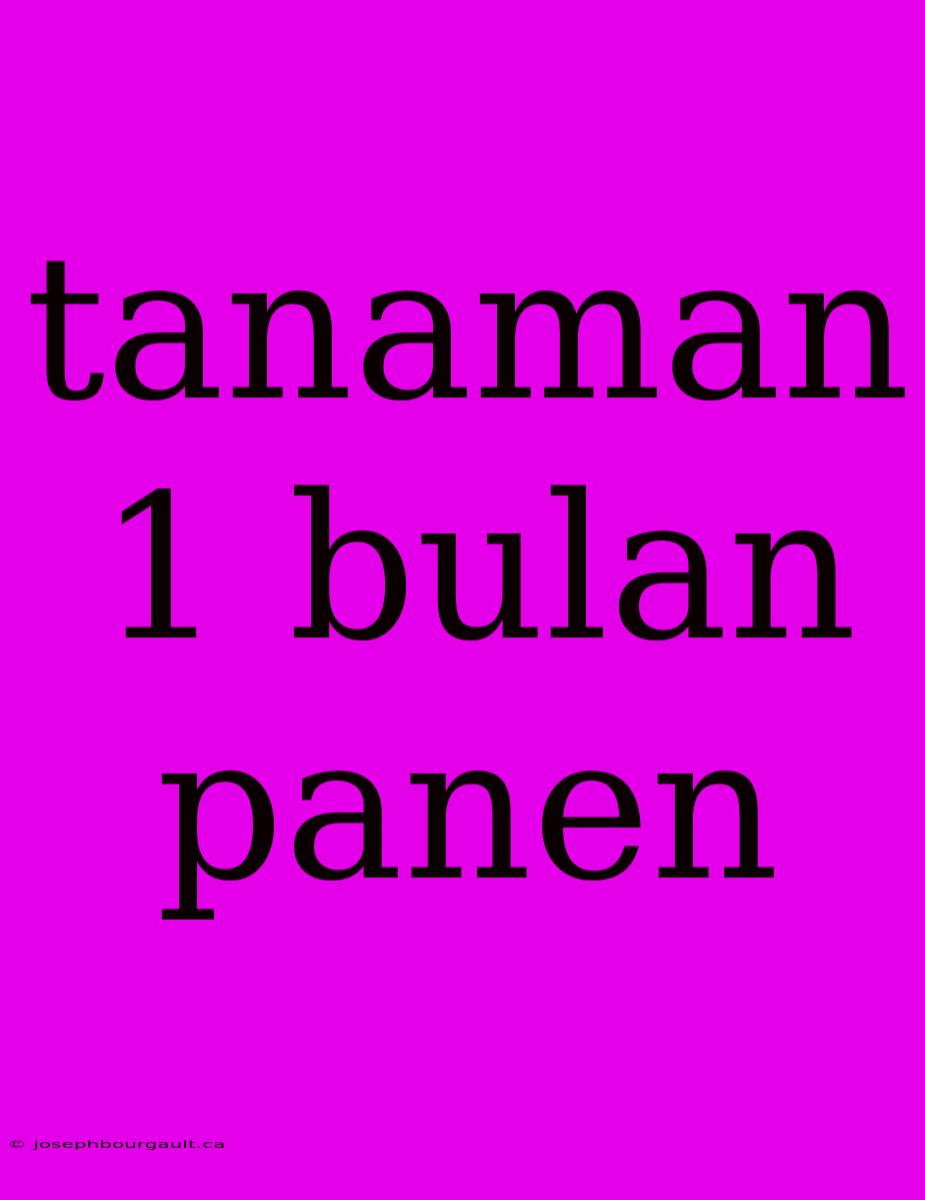 Tanaman 1 Bulan Panen