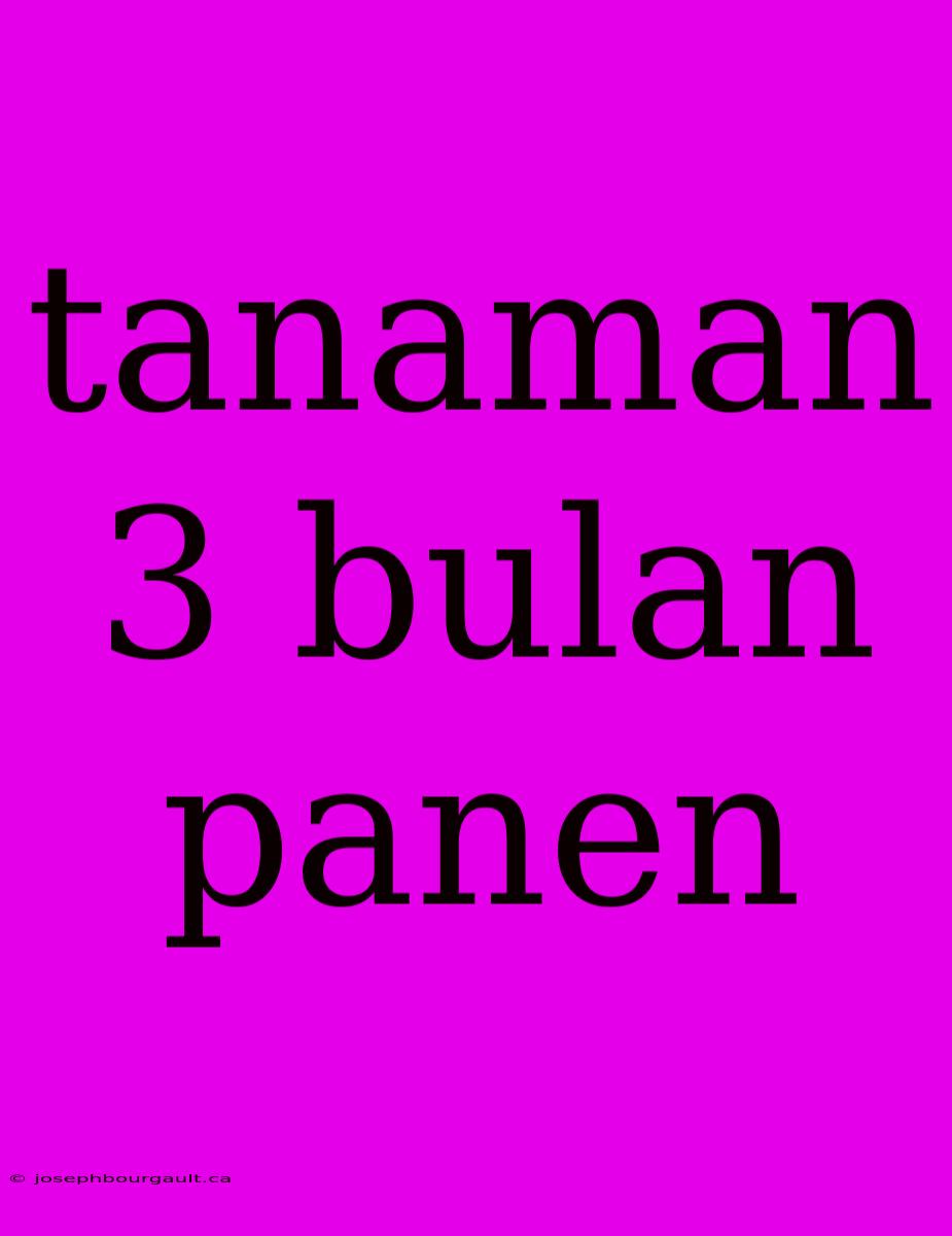 Tanaman 3 Bulan Panen