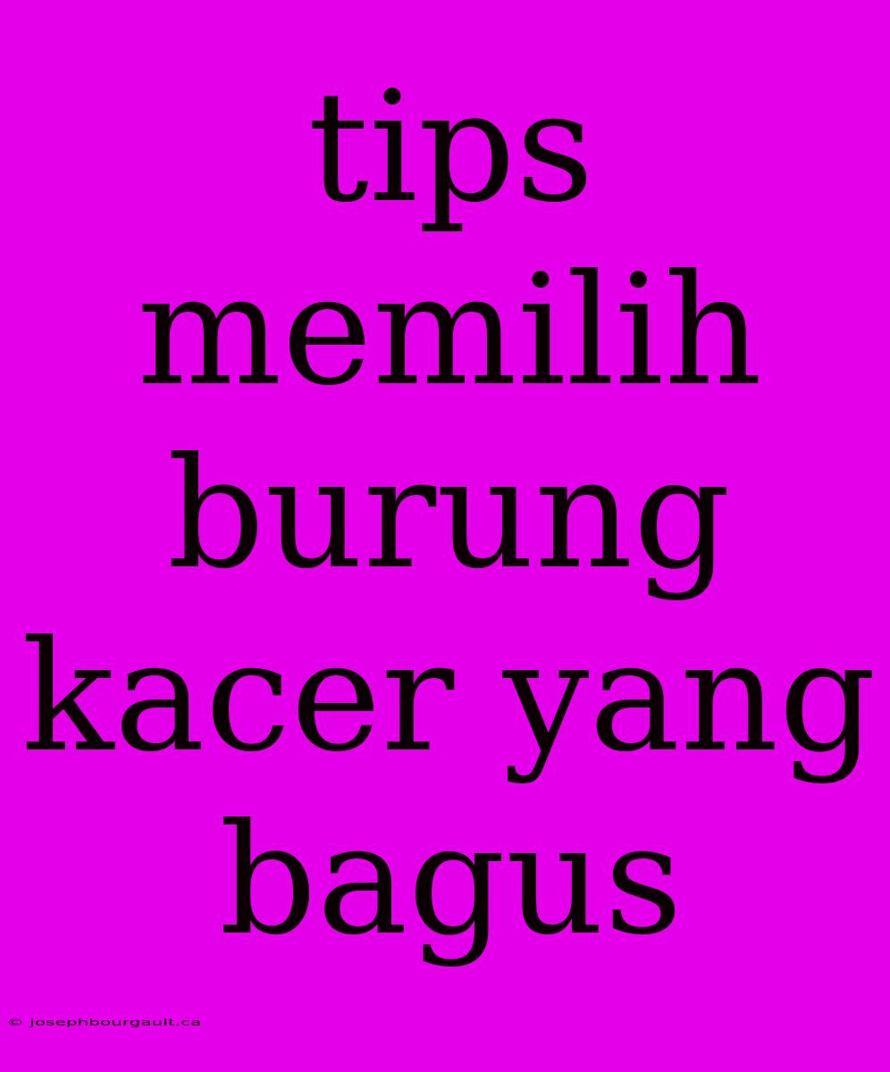 Tips Memilih Burung Kacer Yang Bagus