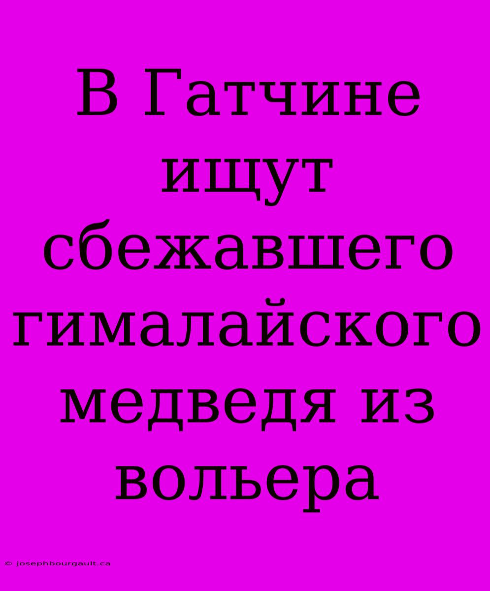 В Гатчине Ищут Сбежавшего Гималайского Медведя Из Вольера