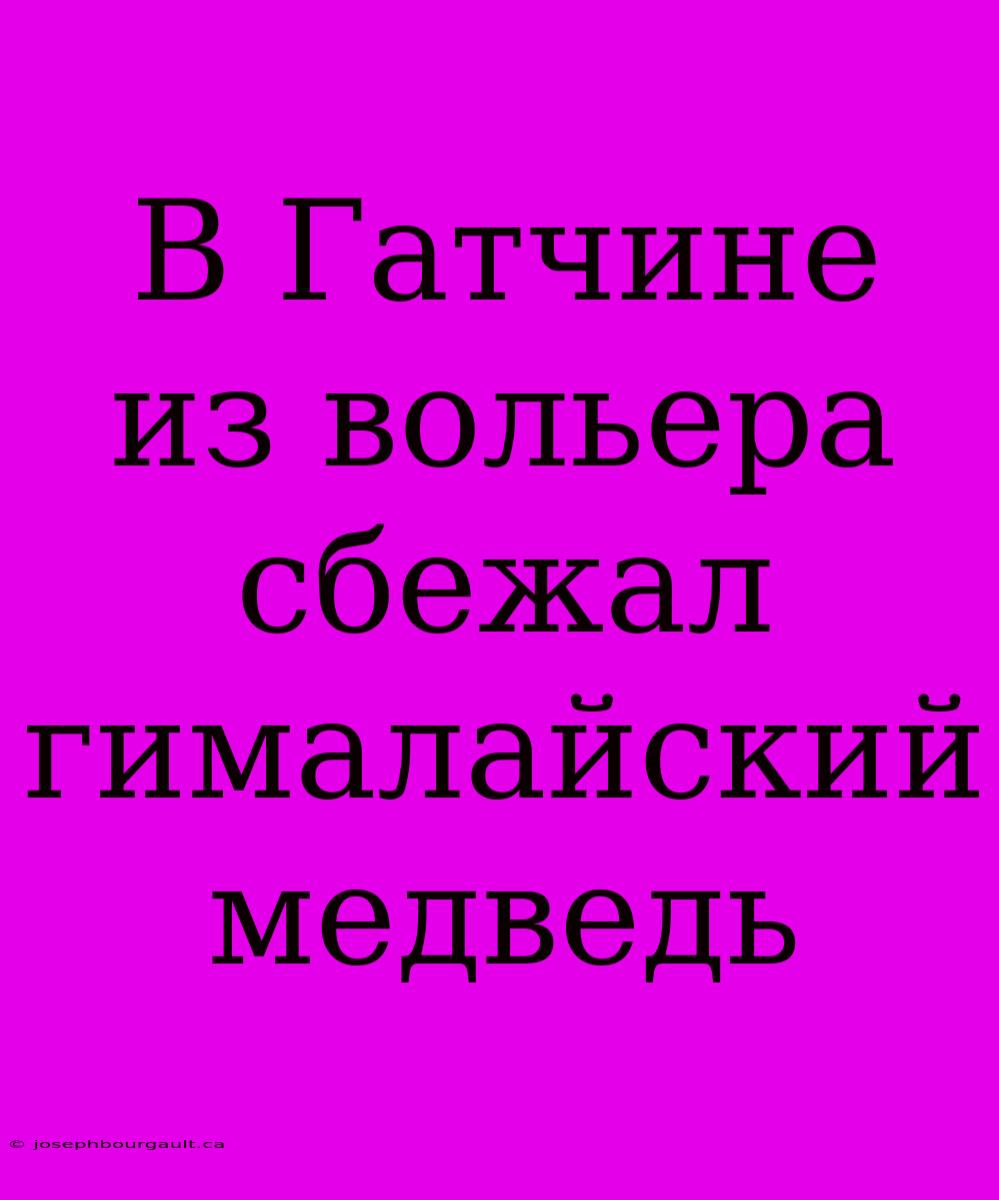 В Гатчине Из Вольера Сбежал Гималайский Медведь