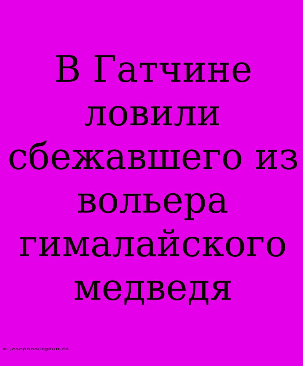 В Гатчине Ловили Сбежавшего Из Вольера Гималайского Медведя