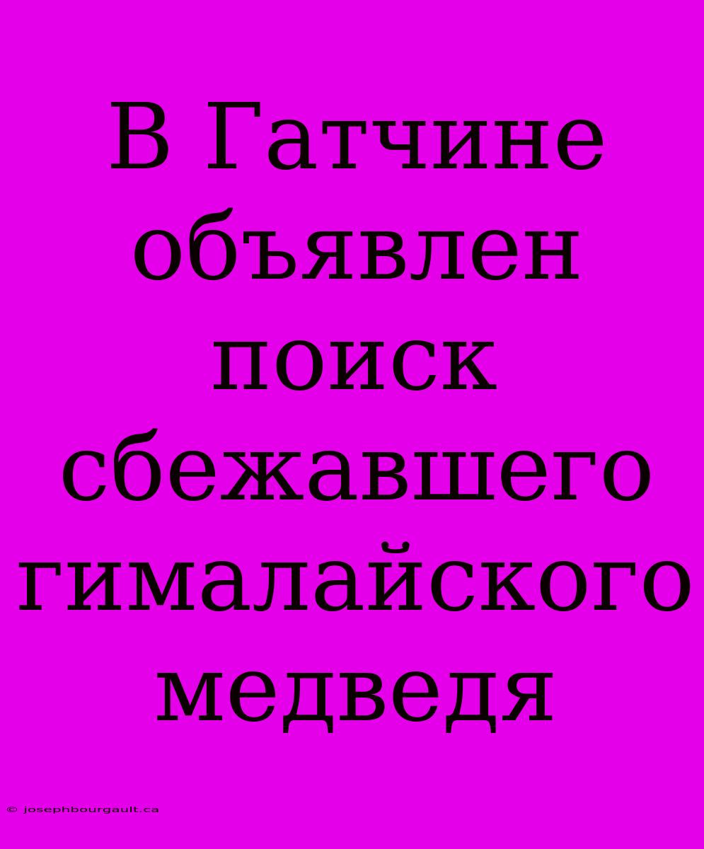 В Гатчине Объявлен Поиск Сбежавшего Гималайского Медведя