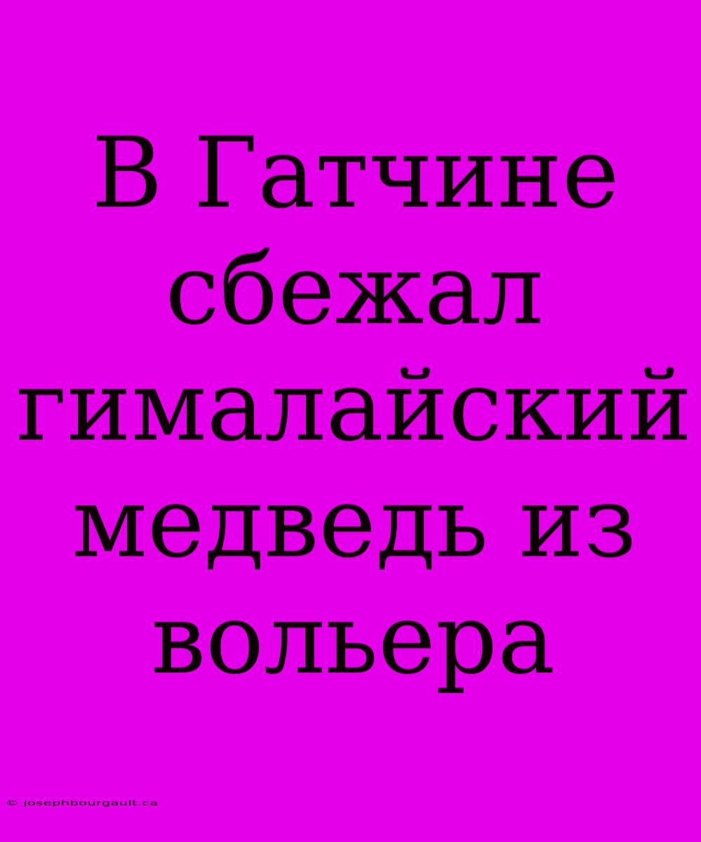 В Гатчине Сбежал Гималайский Медведь Из Вольера