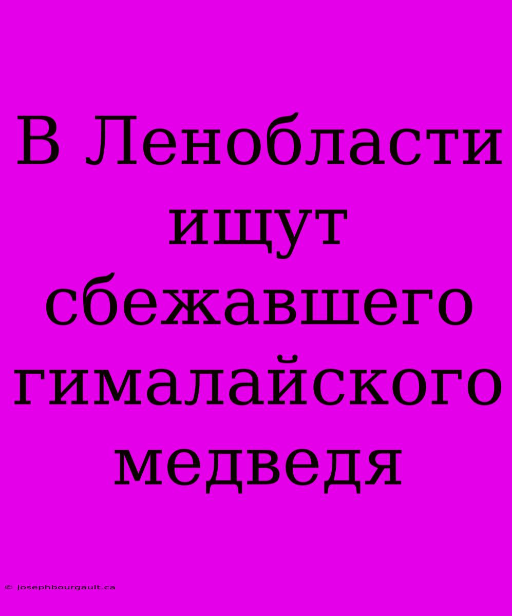 В Ленобласти Ищут Сбежавшего Гималайского Медведя