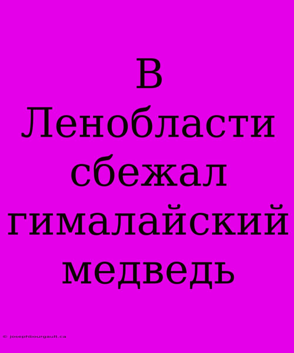 В Ленобласти Сбежал Гималайский Медведь