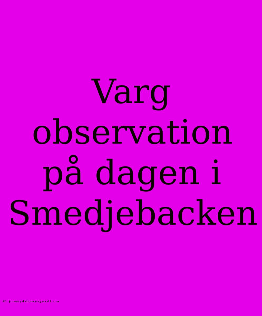 Varg Observation På Dagen I Smedjebacken