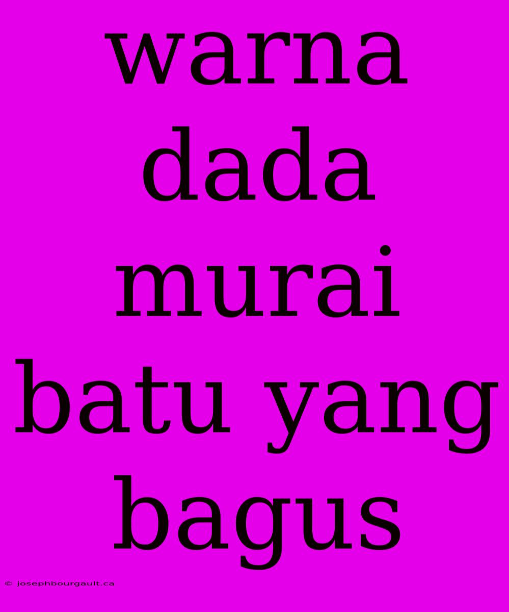 Warna Dada Murai Batu Yang Bagus