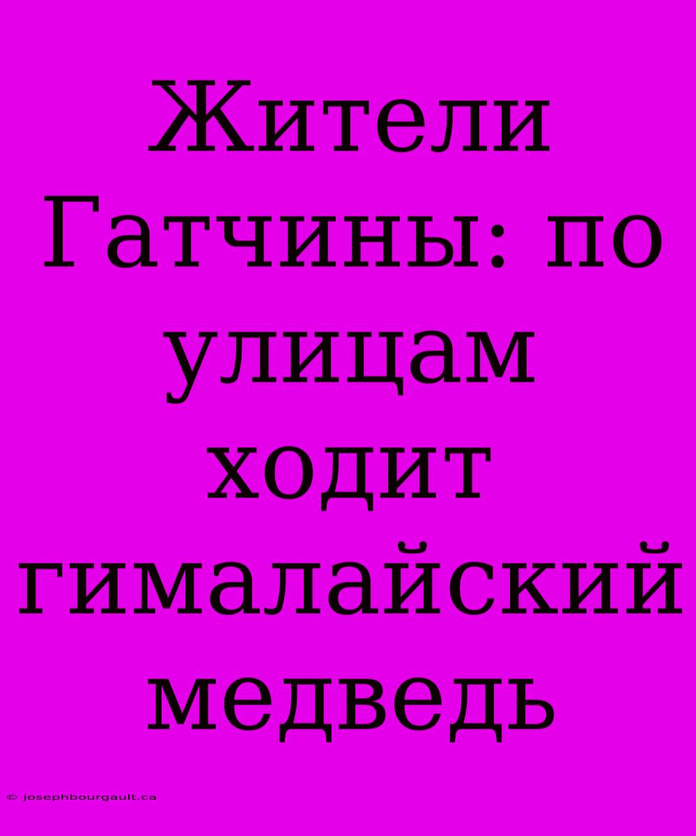 Жители Гатчины: По Улицам Ходит Гималайский Медведь