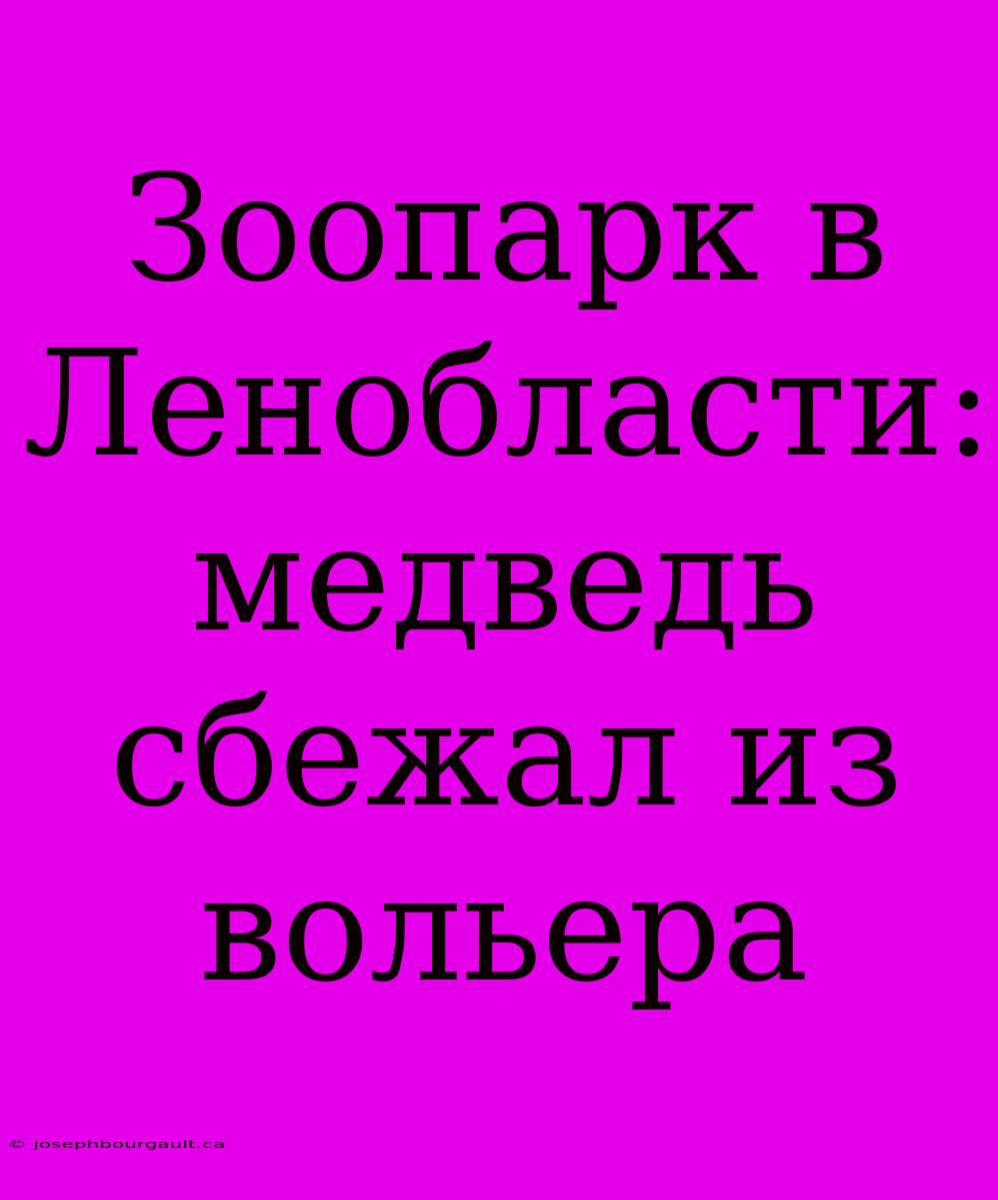 Зоопарк В Ленобласти: Медведь Сбежал Из Вольера